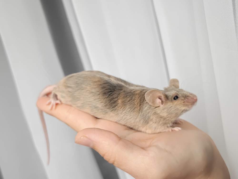 Fancy mouse Breeder Mus musculus 