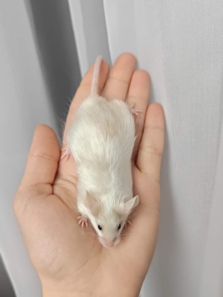 Fancy mouse Breeder Mus musculus 