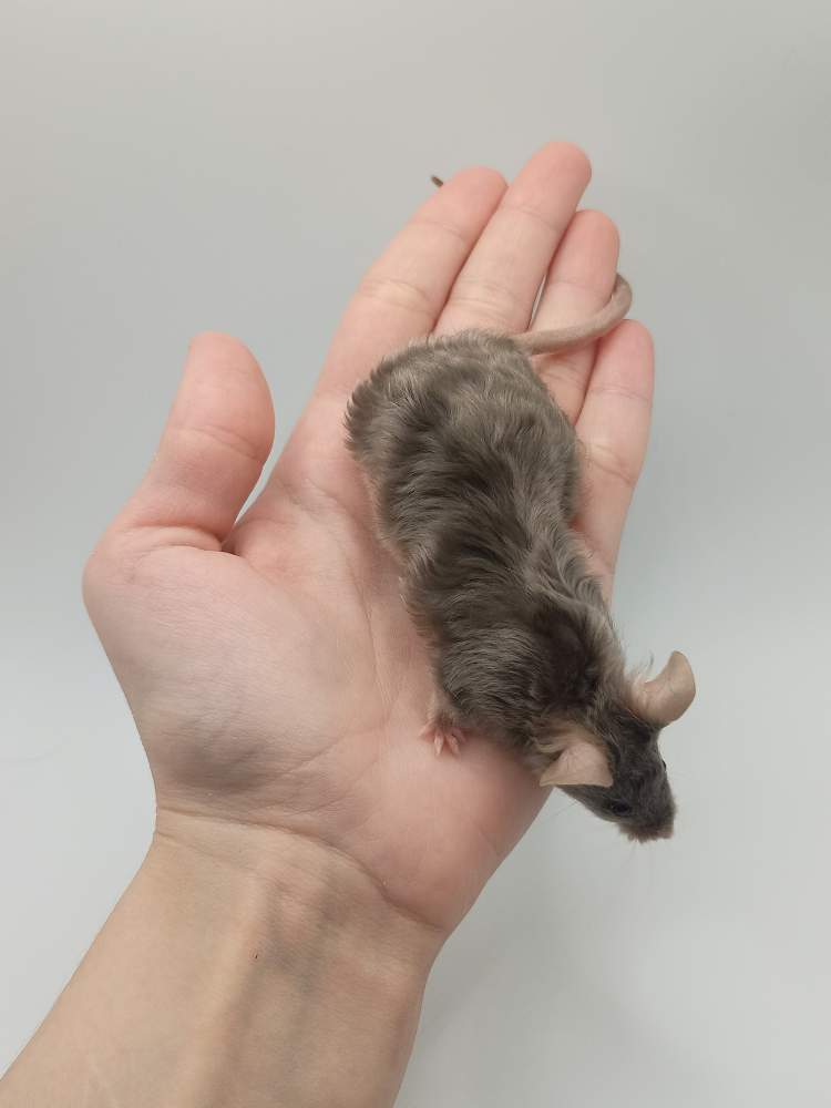 Fancy mouse Breeder Mus musculus 