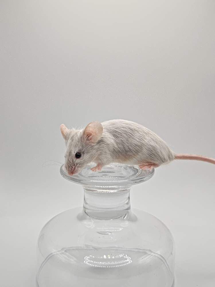 Fancy mouse Breeder Mus musculus 