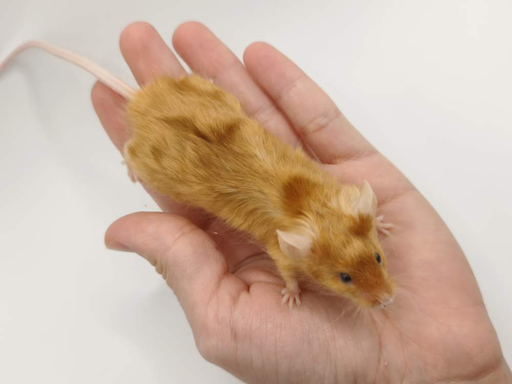 Fancy mouse Breeder Mus musculus 