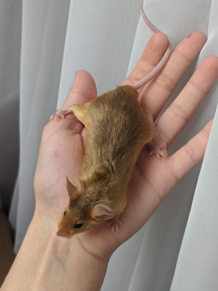 Fancy mouse Breeder Mus musculus 