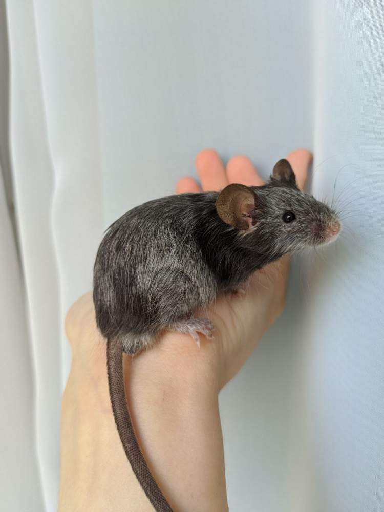 Fancy mouse Breeder Mus musculus 