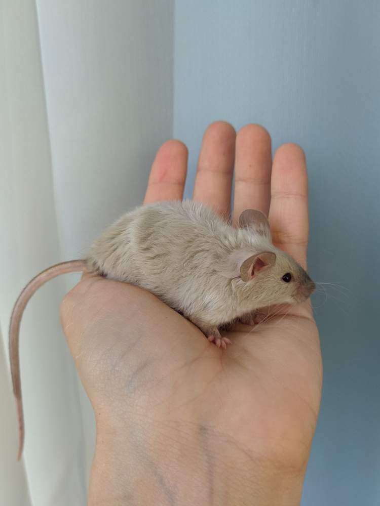 Fancy mouse Breeder Mus musculus 