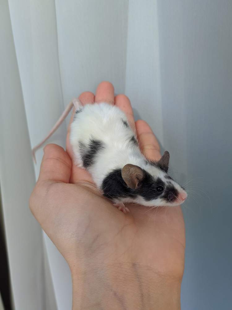 Fancy mouse Breeder Mus musculus 