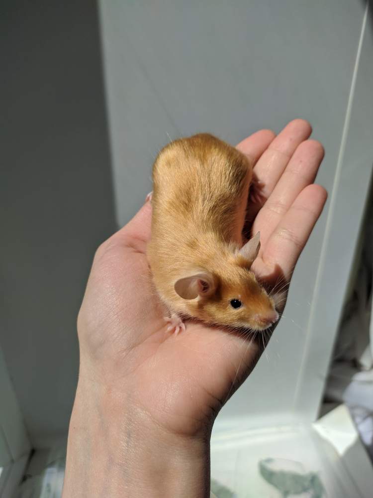 Fancy mouse Breeder Mus musculus 