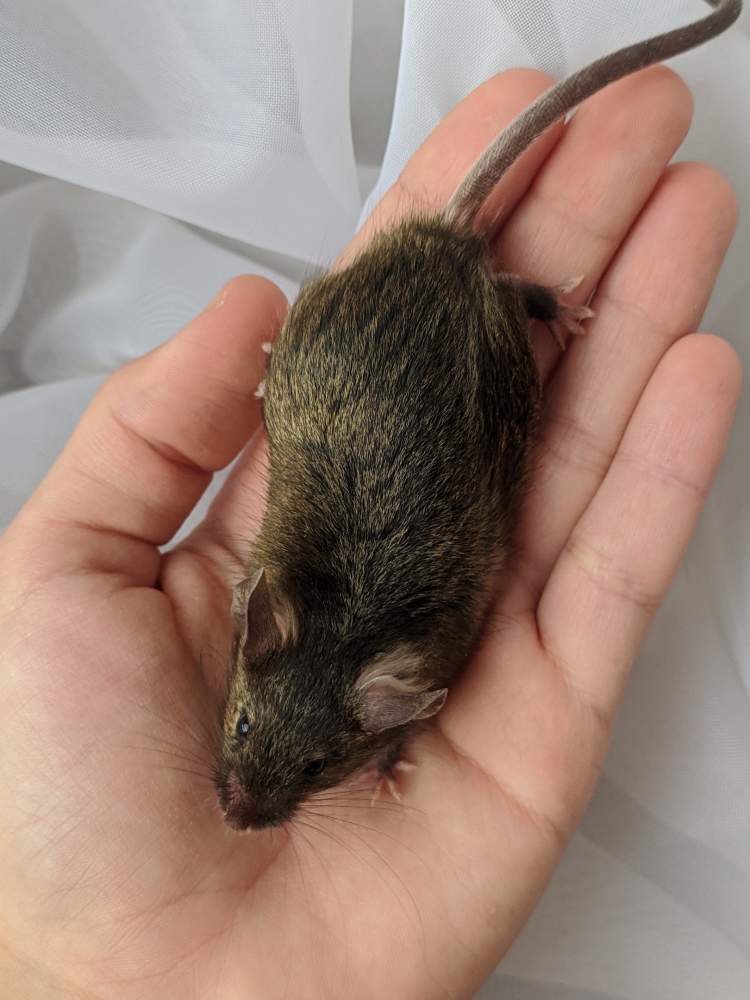 Fancy mouse Breeder Mus musculus 