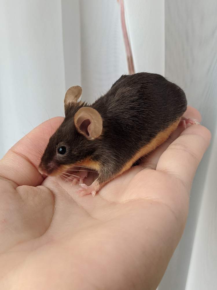 Fancy mouse Breeder Mus musculus 