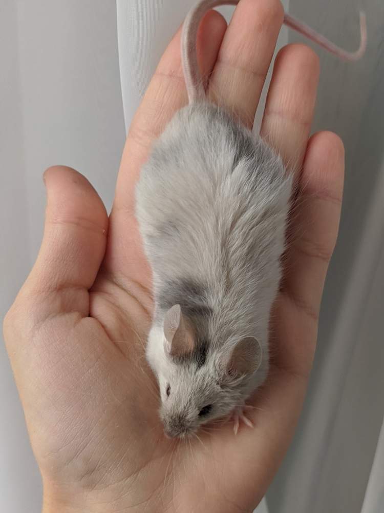 Fancy mouse Breeder Mus musculus 