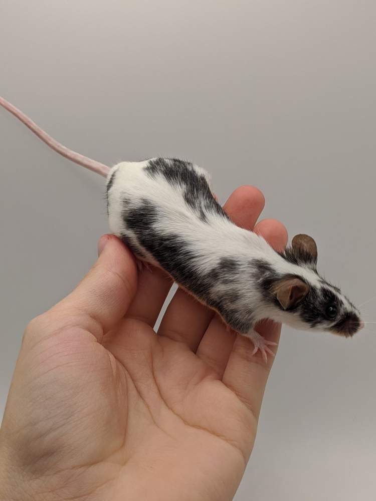Fancy mouse Breeder Mus musculus 