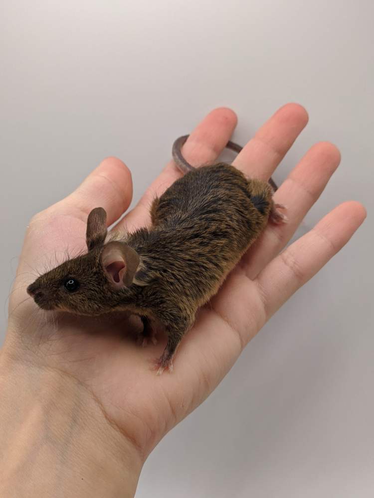 Fancy mouse Breeder Mus musculus 
