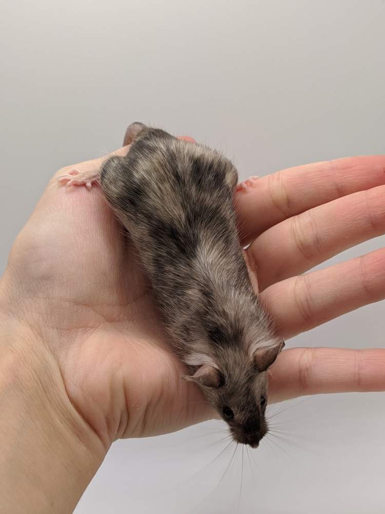 Fancy mouse Breeder Mus musculus 
