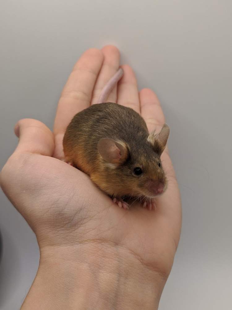 Fancy mouse Breeder Mus musculus 