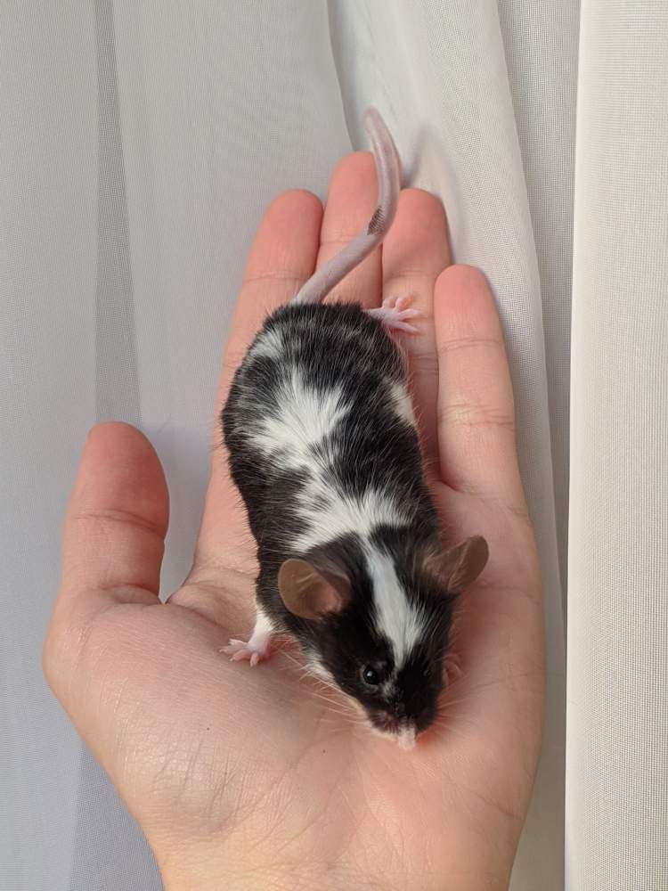 Fancy mouse Breeder Mus musculus 