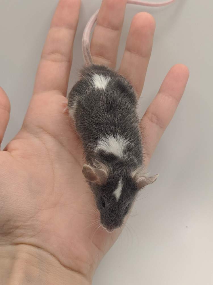 Fancy mouse Breeder Mus musculus 