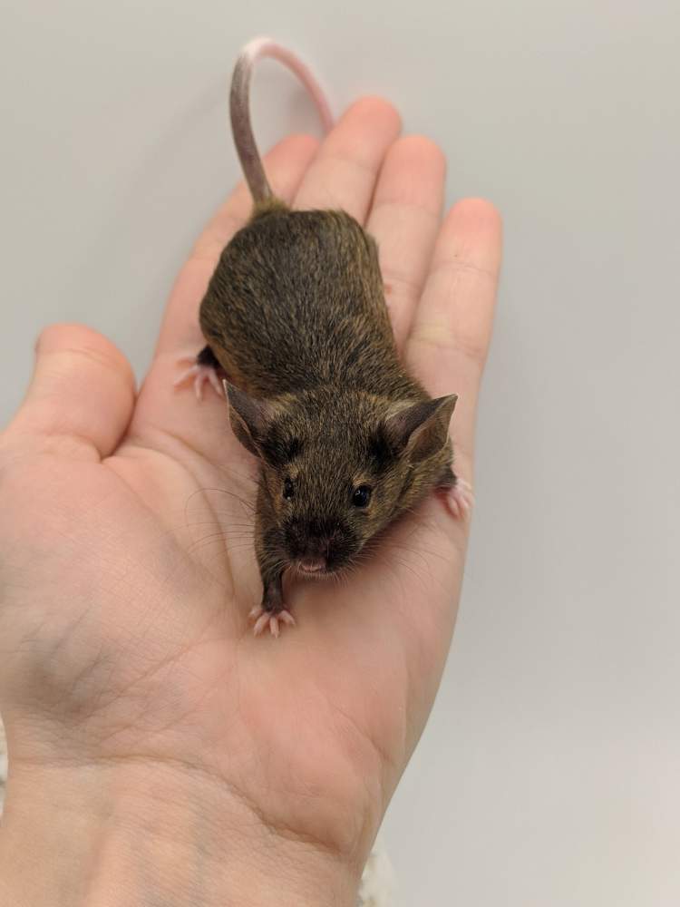 Fancy mouse Breeder Mus musculus 