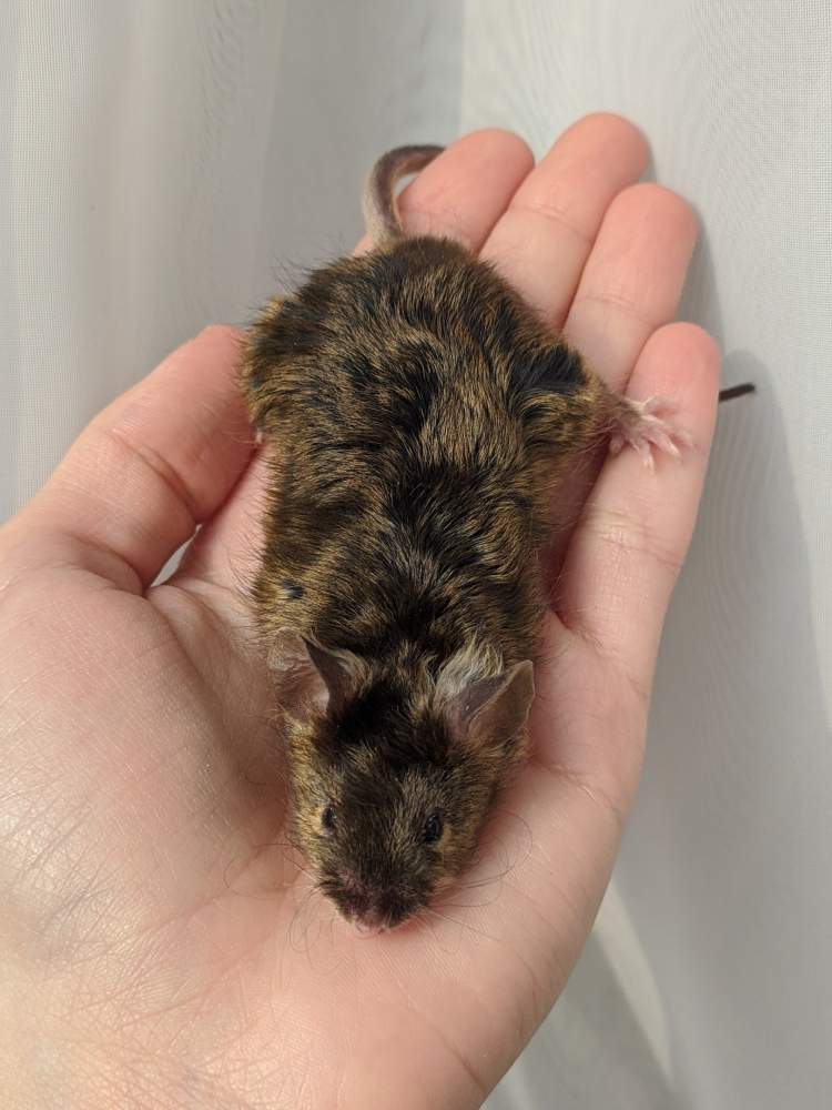 Fancy mouse Breeder Mus musculus 
