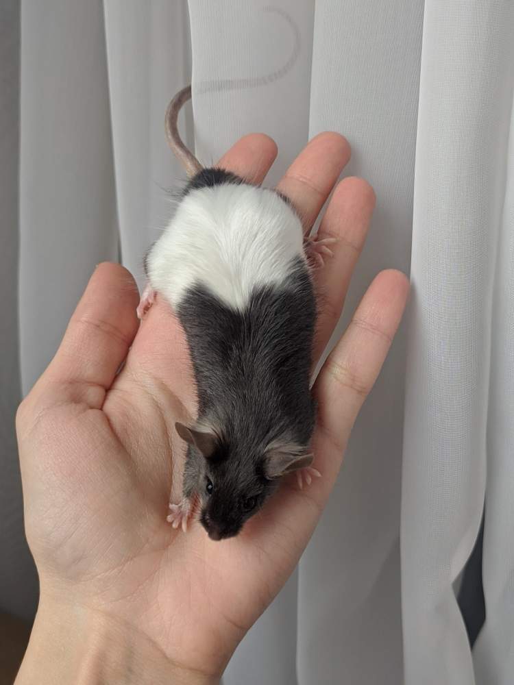 Fancy mouse Breeder Mus musculus 