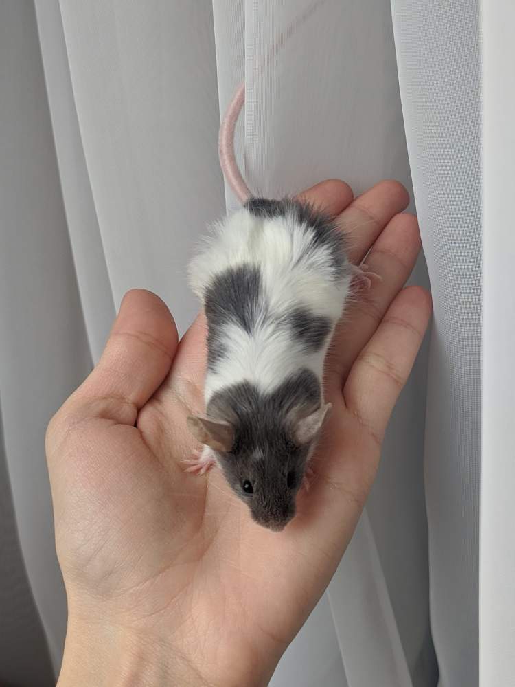 Fancy mouse Breeder Mus musculus 