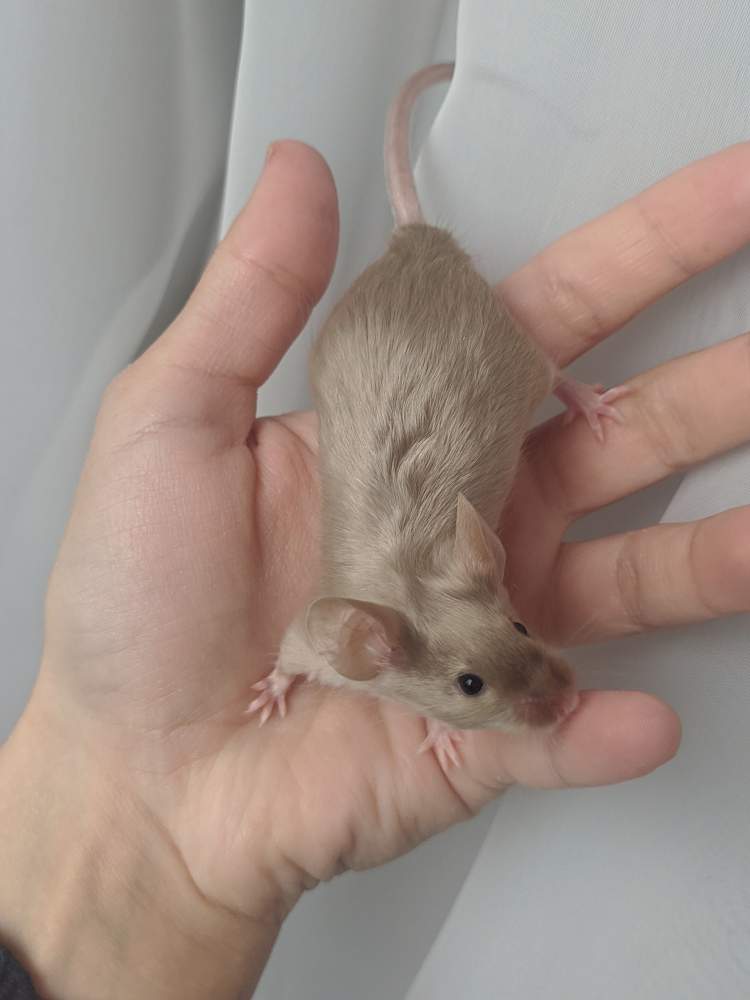 Fancy mouse Breeder Mus musculus 