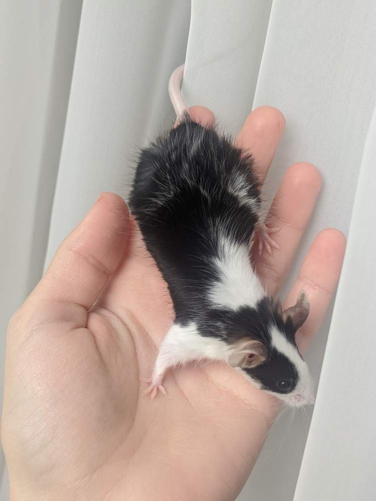 Fancy mouse Breeder Mus musculus 