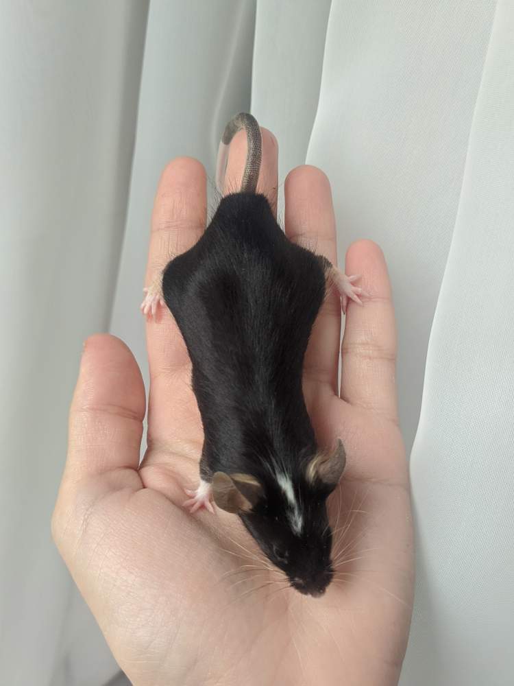 Fancy mouse Breeder Mus musculus 