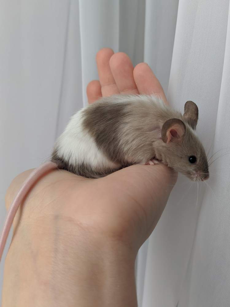Fancy mouse Breeder Mus musculus 