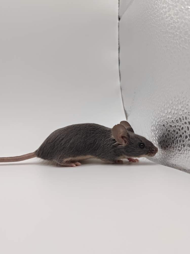 Fancy mouse Breeder Mus musculus 