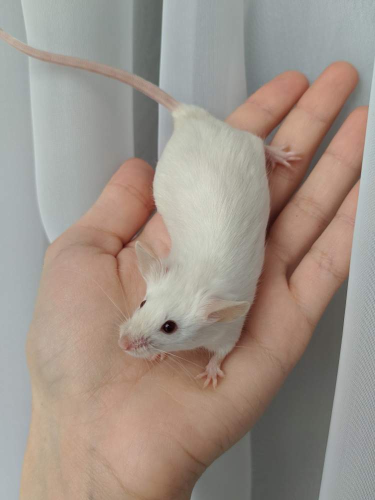 Fancy mouse Breeder Mus musculus 