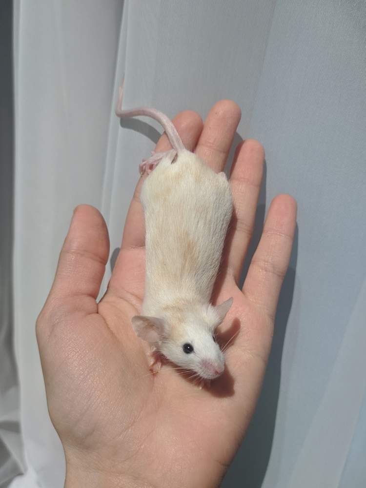 Fancy mouse Breeder Mus musculus 