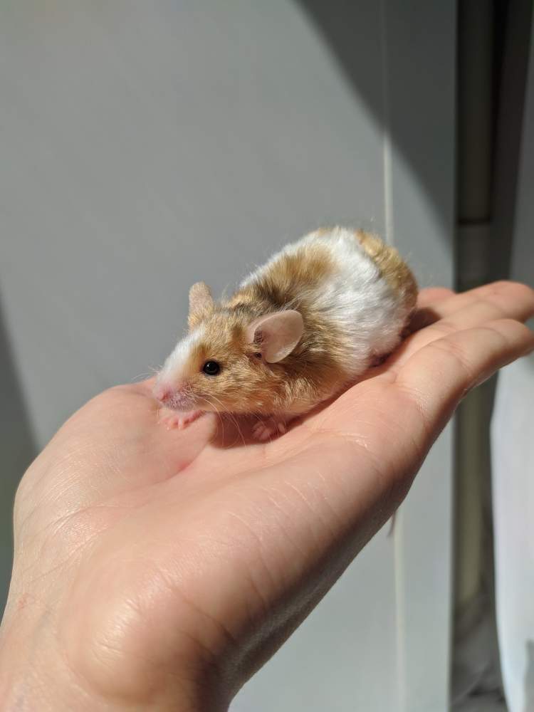 Fancy mouse Breeder Mus musculus 
