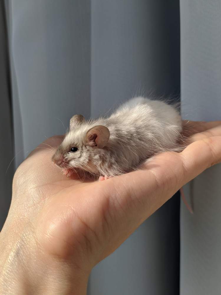 Fancy mouse Breeder Mus musculus 