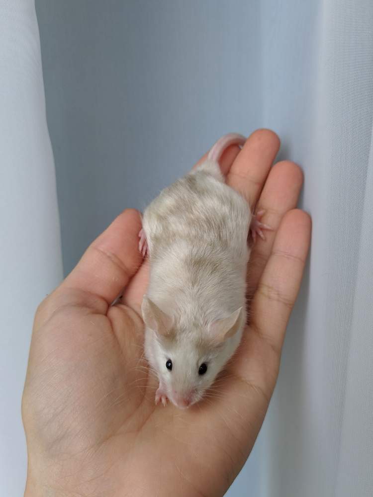 Fancy mouse Breeder Mus musculus 