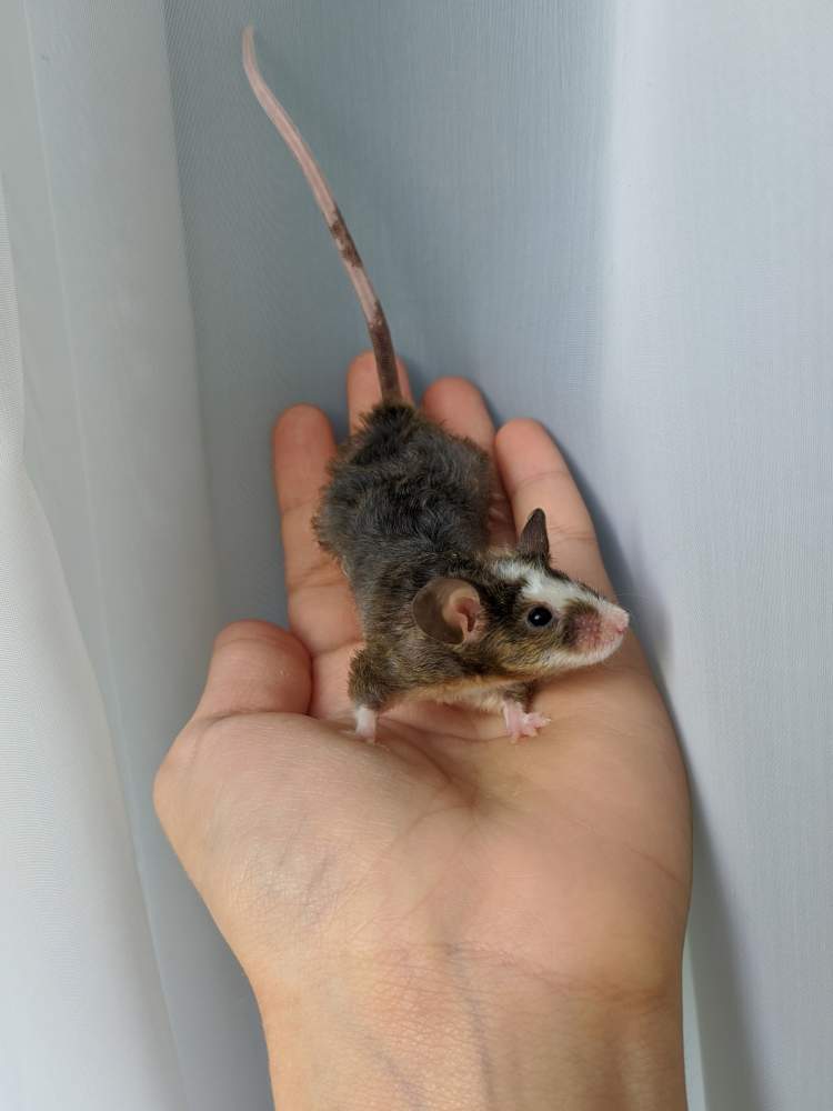 Fancy mouse Breeder Mus musculus 