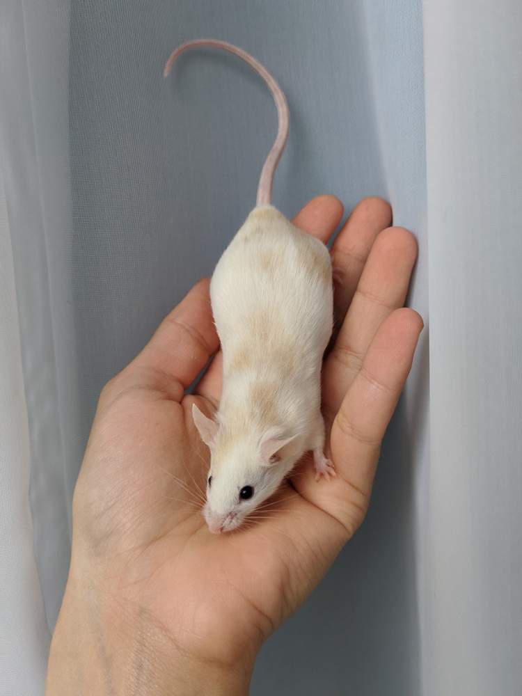 Fancy mouse Breeder Mus musculus 
