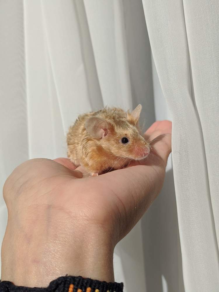 Fancy mouse Breeder Mus musculus 