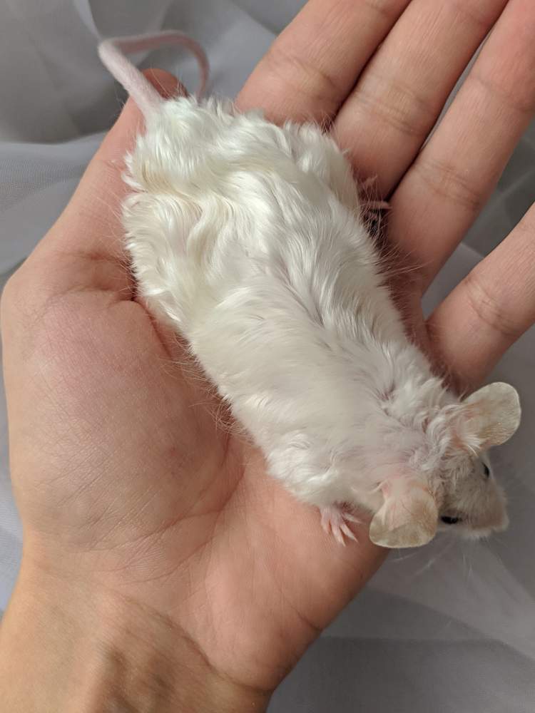 Fancy mouse Breeder Mus musculus 