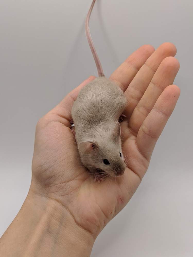 Fancy mouse Breeder Mus musculus 