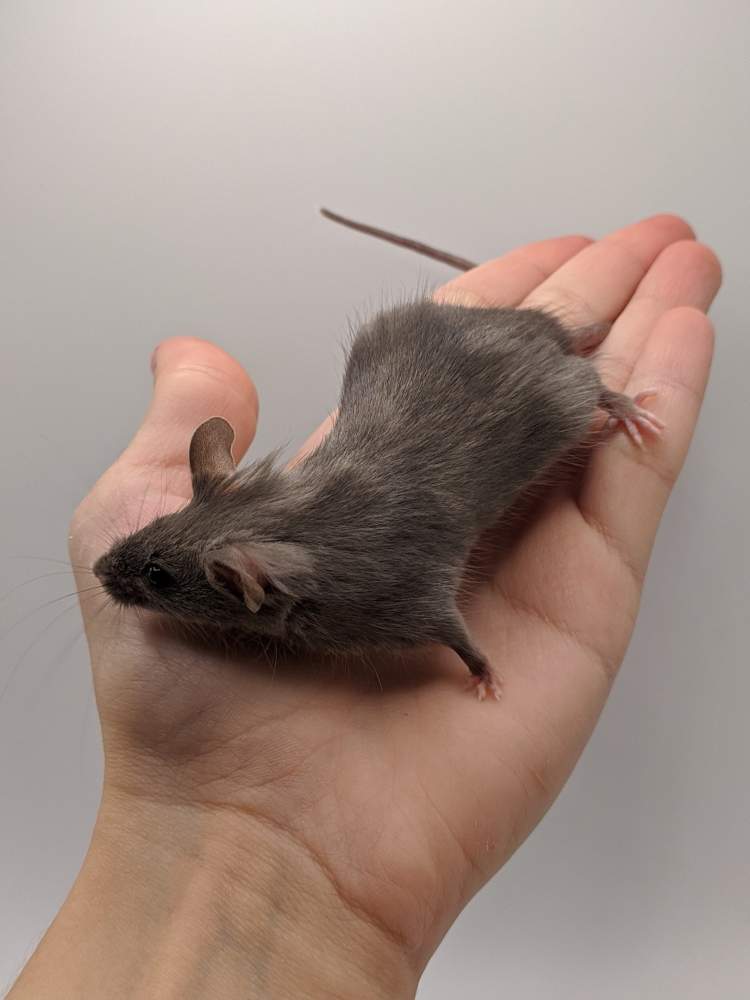 Fancy mouse Breeder Mus musculus 