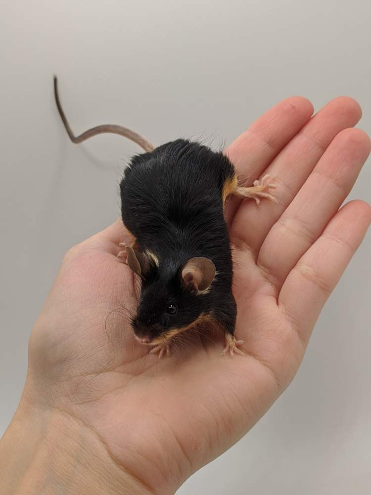 Fancy mouse Breeder Mus musculus 