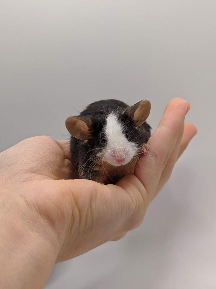 Fancy mouse Breeder Mus musculus 