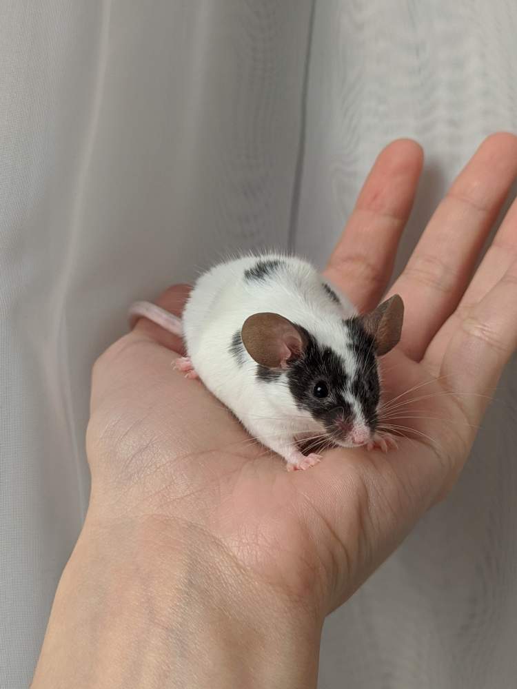 Fancy mouse Breeder Mus musculus 