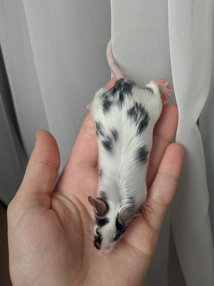 Fancy mouse Breeder Mus musculus 