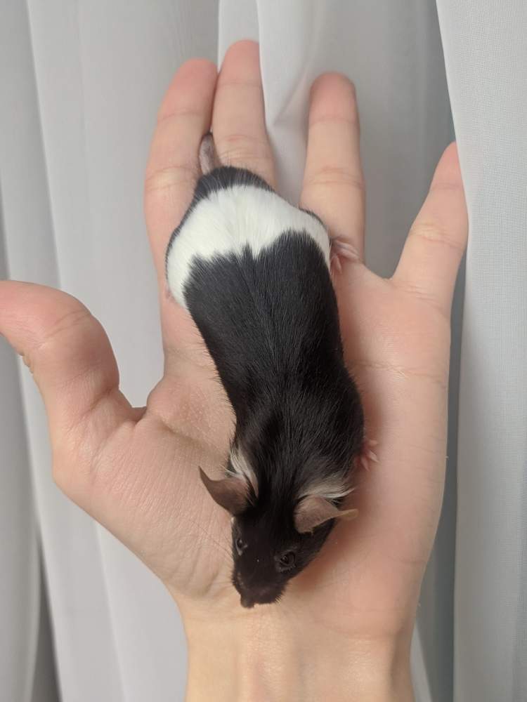 Fancy mouse Breeder Mus musculus 