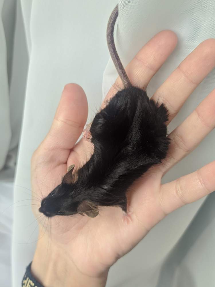 Fancy mouse Breeder Mus musculus 