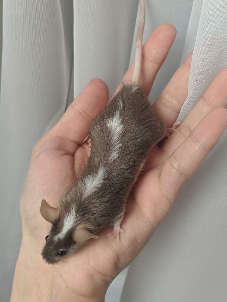 Fancy mouse Breeder Mus musculus 
