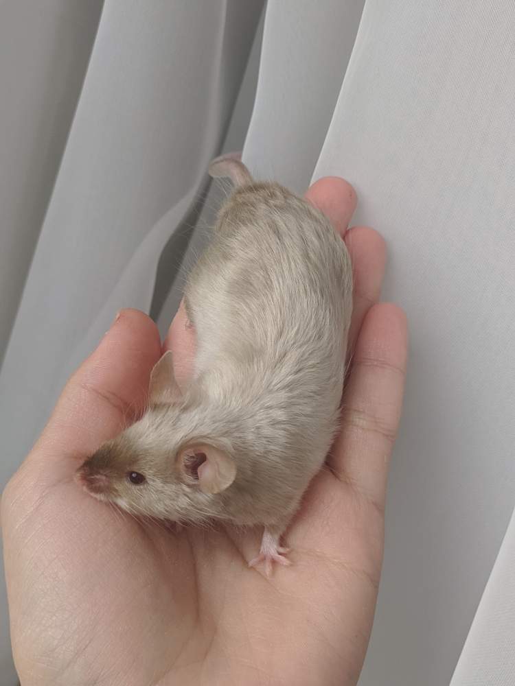 Fancy mouse Breeder Mus musculus 