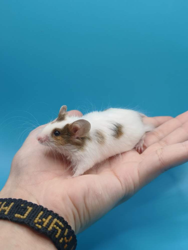 Fancy mouse Breeder Mus musculus 