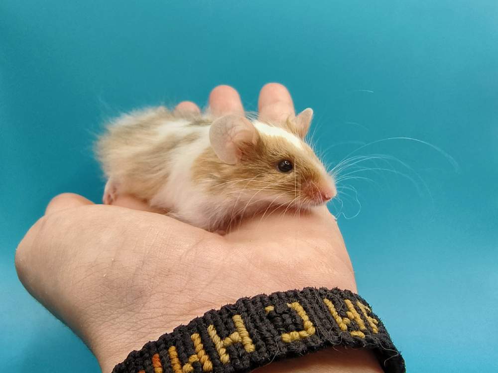 Fancy mouse Breeder Mus musculus 