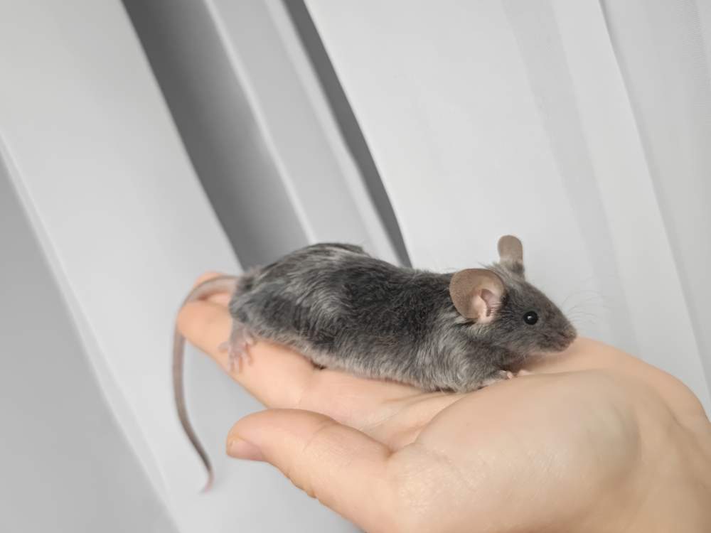 Fancy mouse Breeder Mus musculus 